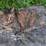 Photo de chat perdu à Sorgues