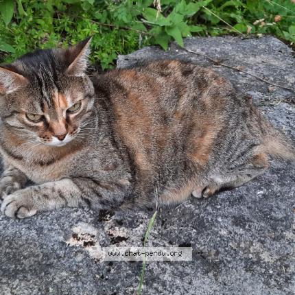 Photo de chat perdu à Sorgues