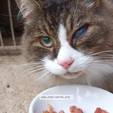 Photo 1/1 Félix Chat perdu à Eurre