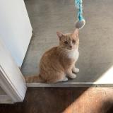 Photo de chat perdu à Sherwood Park