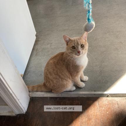 Photo 1/1 Obi Chat perdu à Sherwood park