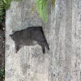 Photo de chat perdu à Orleans