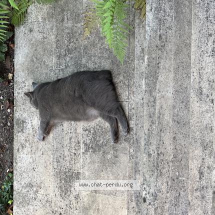 Photo de chat perdu à Orleans