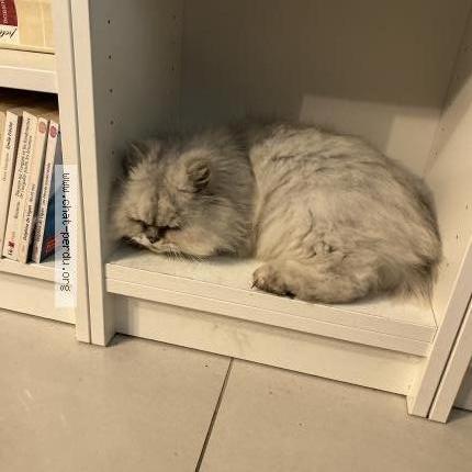 Photo 1/1 Chat trouvé Trouvé à Saint raphael