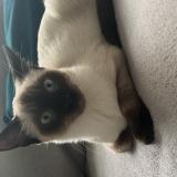 Photo de chat perdu à Bruxelles