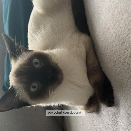Photo 1/1 Minouch Chat perdu à Bruxelles