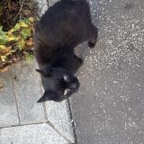 Photo de chat trouvé à Lille