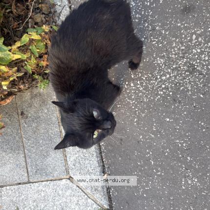 Photo 1/1 Chat trouvé Trouvé à Lille
