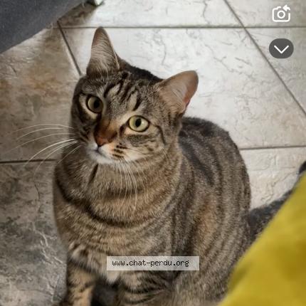 Photo 1/1 Chat retrouvé Perdu à Echirolles