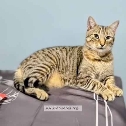 Photo 1/1 Chat retrouvé Perdu à Saint jean d illac