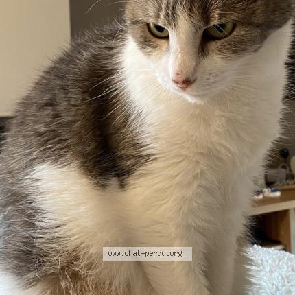 Photo 1/1 Cacahouète Chat perdu à Dion valmont