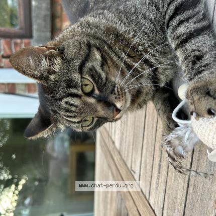 Photo 1/1 Ticha Chat perdu à Evere