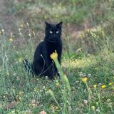 Photo de chat perdu à Dreuil Les Amiens