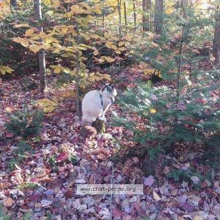 Photo 1/1 Chat retrouvé Perdu à St jerome