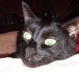 Photo de chat perdu à Aulnay Sous Bois