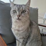 Photo de chat perdu à Bruges