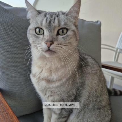 Photo de chat perdu à Bruges
