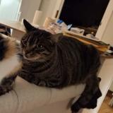 Photo de chat perdu à Oleron Sainte Marie