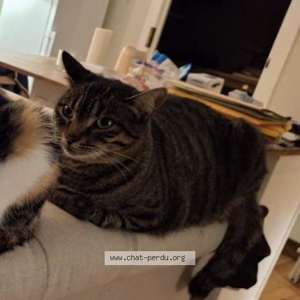 Photo 1/1 Laly Chat perdu à Oleron sainte marie