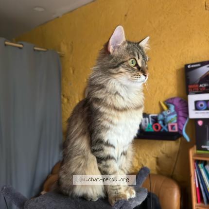 Photo 1/1 Carniato Estrade Titouan Chat perdu à Saint gaudens