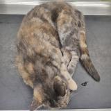 Photo de chat trouvé à Ardon