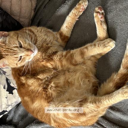 Photo 1/1 PADDY Chat perdu à Villeneuve d ascq