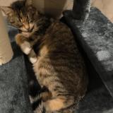 Photo de chat perdu à Goussaiville