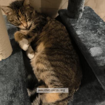 Photo 1/1 Yuki Chat perdu à Goussaiville