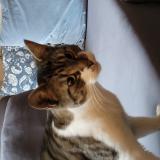 Photo de chat trouvé à Hellemmes