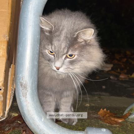 Photo 1/1 Chat trouvé Trouvé à Issy les moulineaux