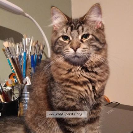 Photo 1/1 Mimi fleur Chat perdu à Verdun