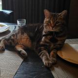 Photo de chat perdu à Winnipeg