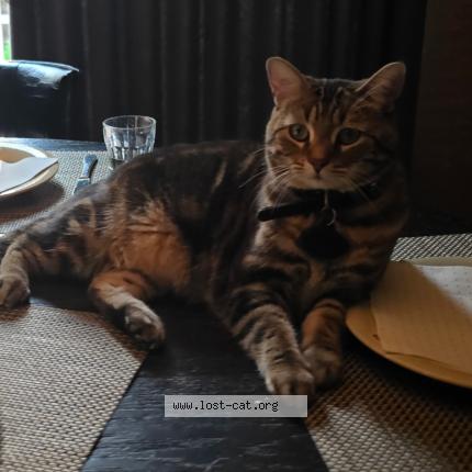 Photo 1/1 Brooks Chat perdu à Winnipeg