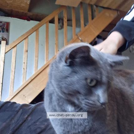 Photo 1/1 Floki Chat perdu à Buire le sec