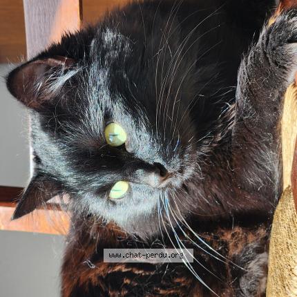 Photo 1/1 Punky Chat perdu à Roye