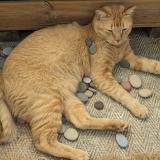 Photo de chat perdu à St Joseph De Porterie