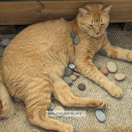 Photo 1/1 Chat retrouvé Perdu à St joseph de porterie