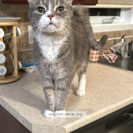 Photo 1/1 Poutine Chat perdu à Mirabel