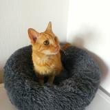 Photo de chat perdu à Les Issambres