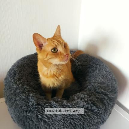 Photo de chat perdu à Les Issambres