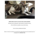 Photo de chat perdu à Paris