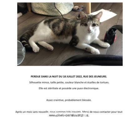 Photo 1/1 C&eacute;leste Chat perdu à Paris