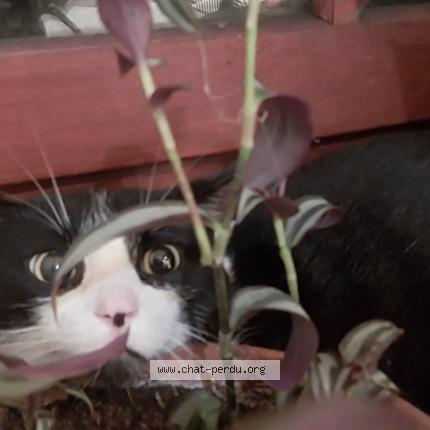 Photo 1/1 Chat trouvé Trouvé à Augignac