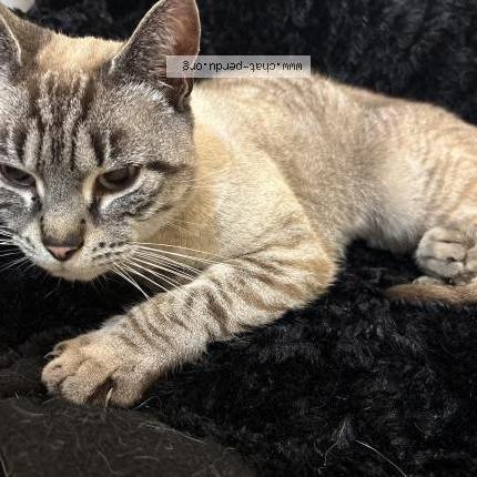 Photo 1/1 Chat trouvé Trouvé à Villiers sur marne