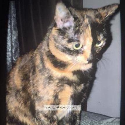 Photo 1/1 Moumouche Chat perdu à Neder over hembeek