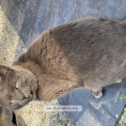 Photo 1/1 Mozart Chat perdu à Saint germain de coulamer