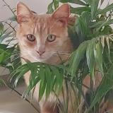 Photo de chat perdu à Septeme