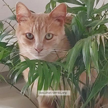 Photo 1/1 Luffy Chat perdu à Septeme