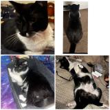 Photo de chat perdu à Van Wert