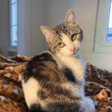 Photo de chat perdu à Cogles